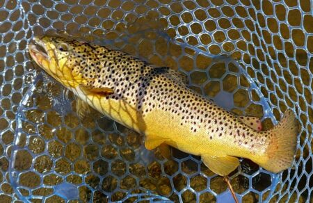 魚が強い！ ～岡崎トラウトポンド～